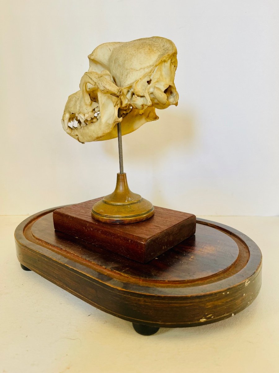 Dog Skull -photo-6